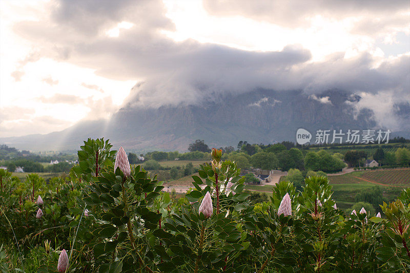 Cape Winelands戏剧性的早晨与一片proteas景观